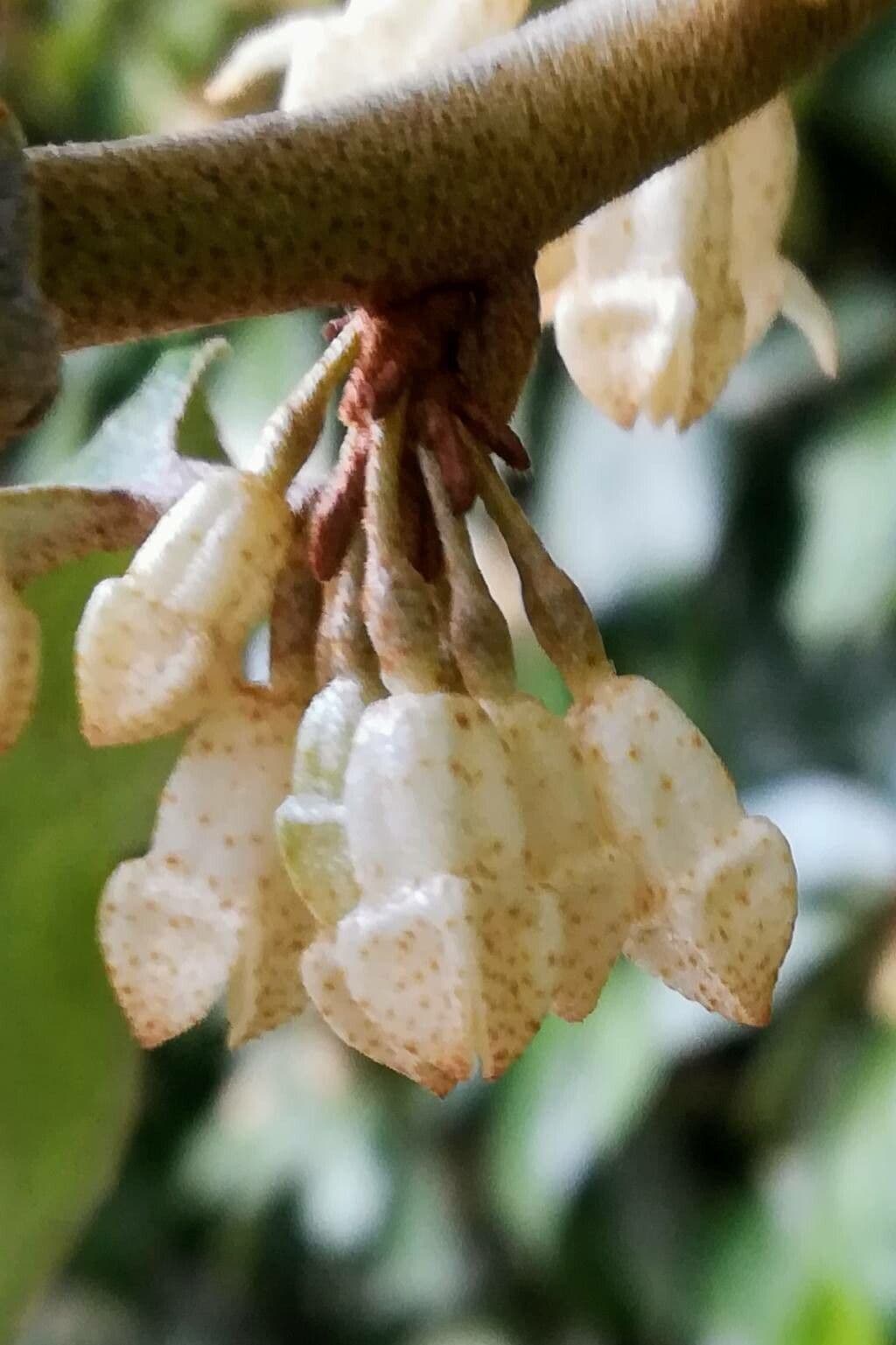 Elaeagnus 7
