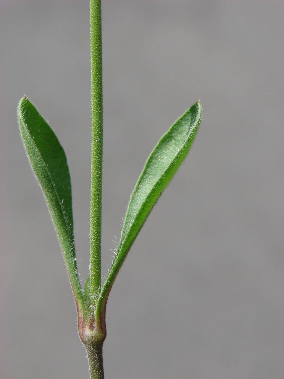 Mediterranean catchfly 21