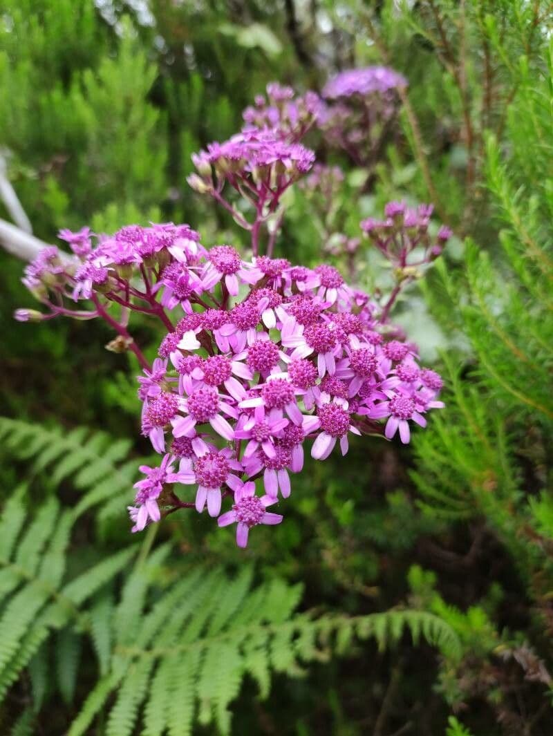 Pericallis 5