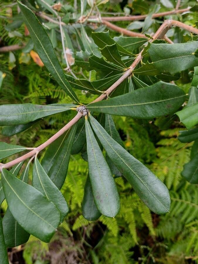 Banksia integrifolia 19