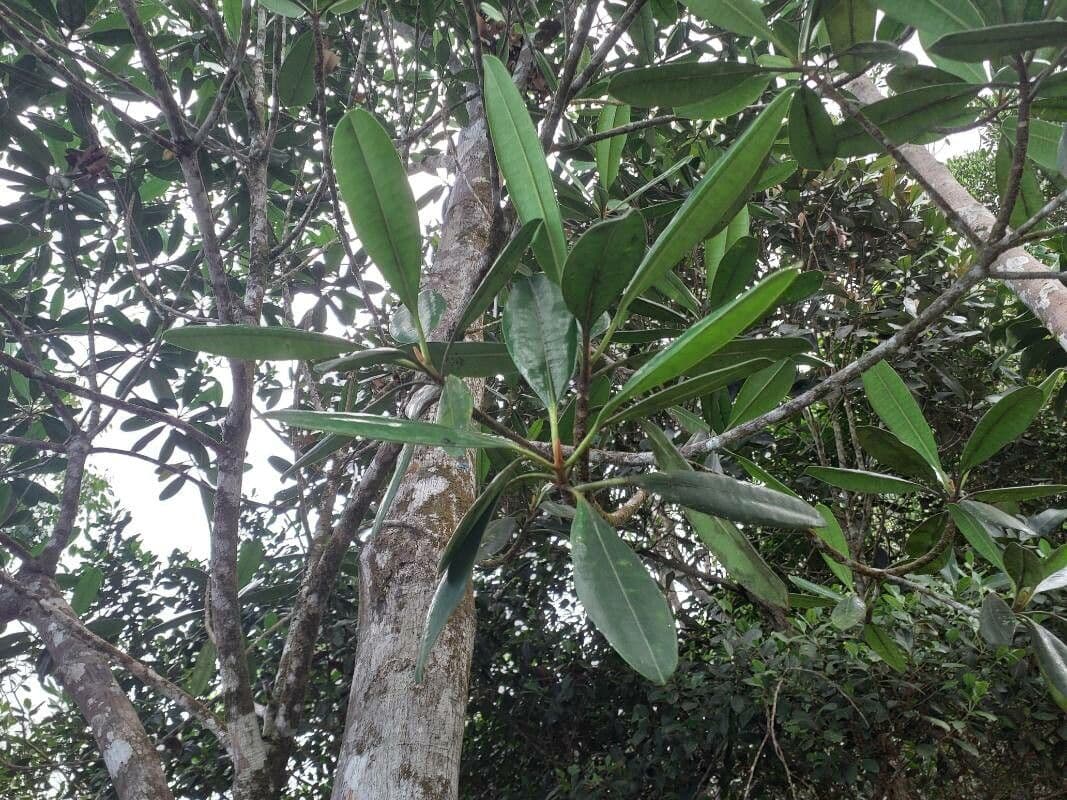 Borneodendron