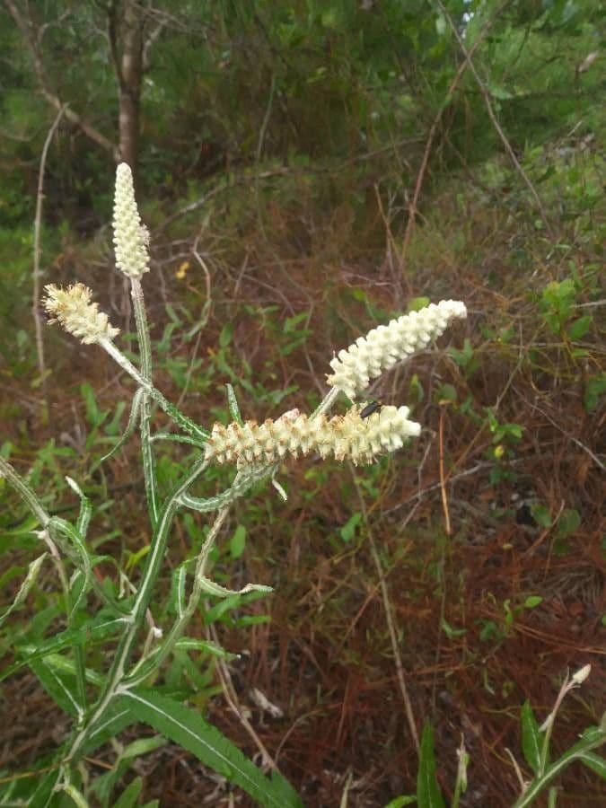 Pterocaulon 4
