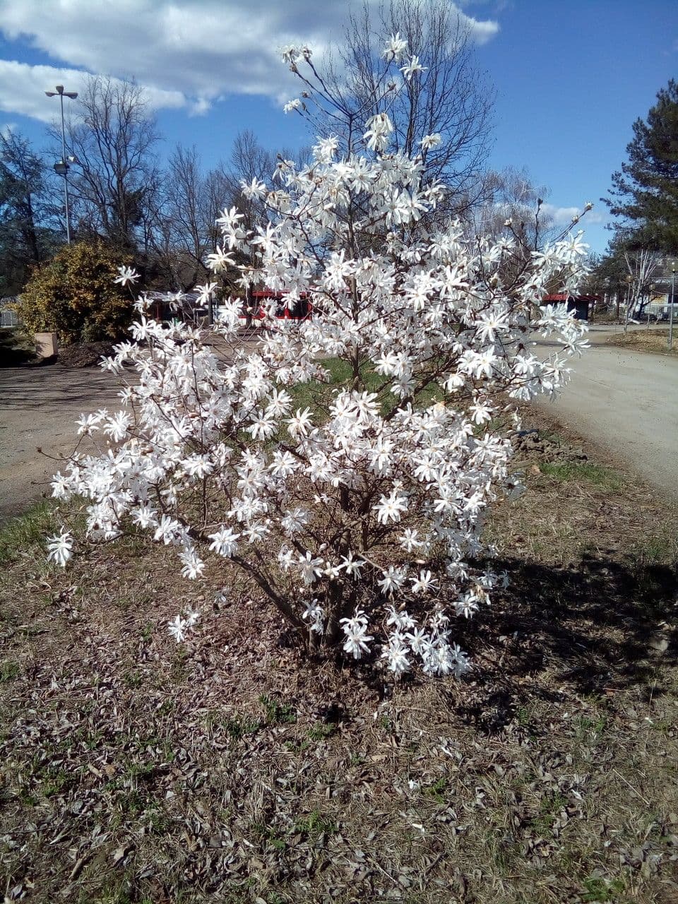 Magnolia stellata 15