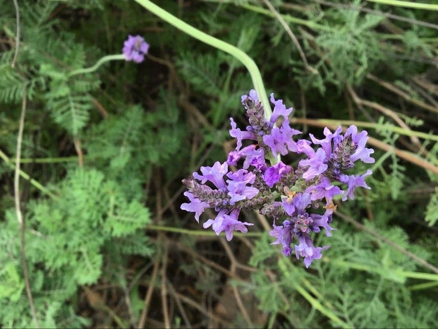 Lavanda 4