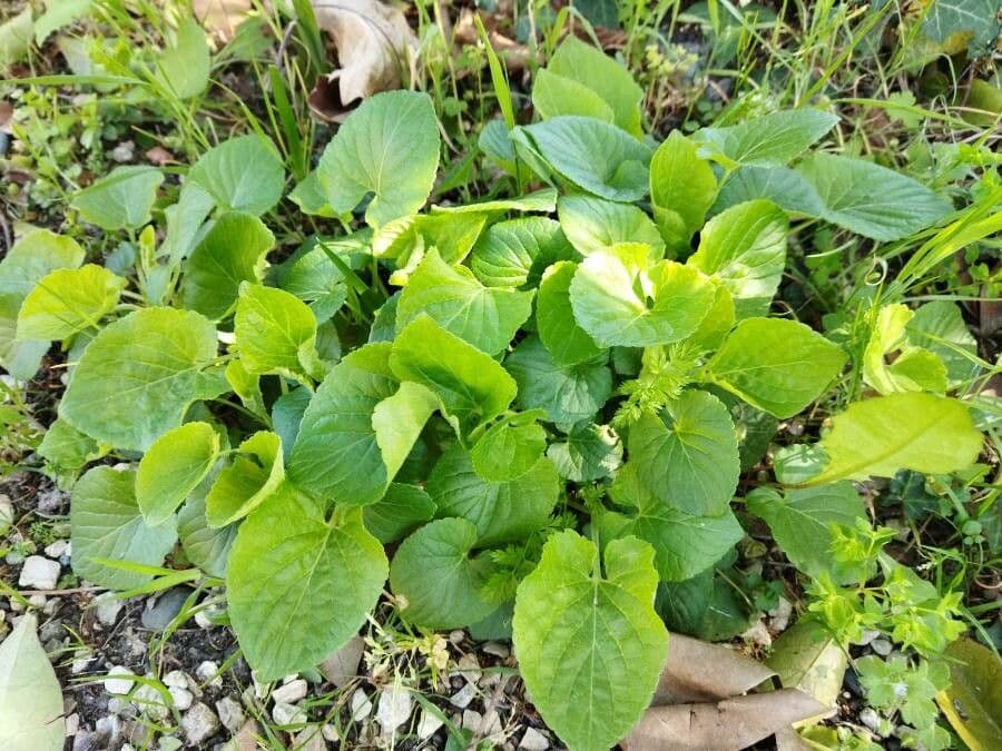 Viola 13