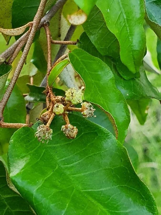 Croton dicogamo 4