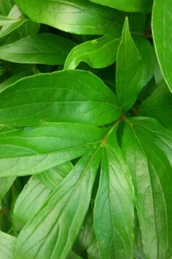 Echte Pfingstrose 17