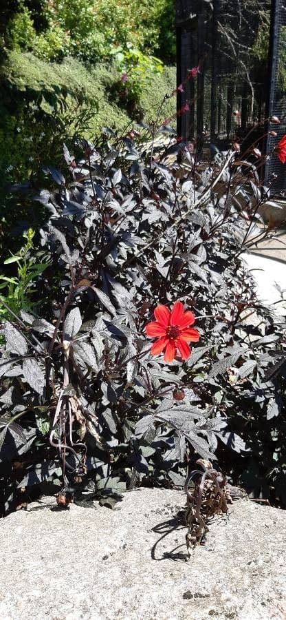 Zinnia di Haage 9