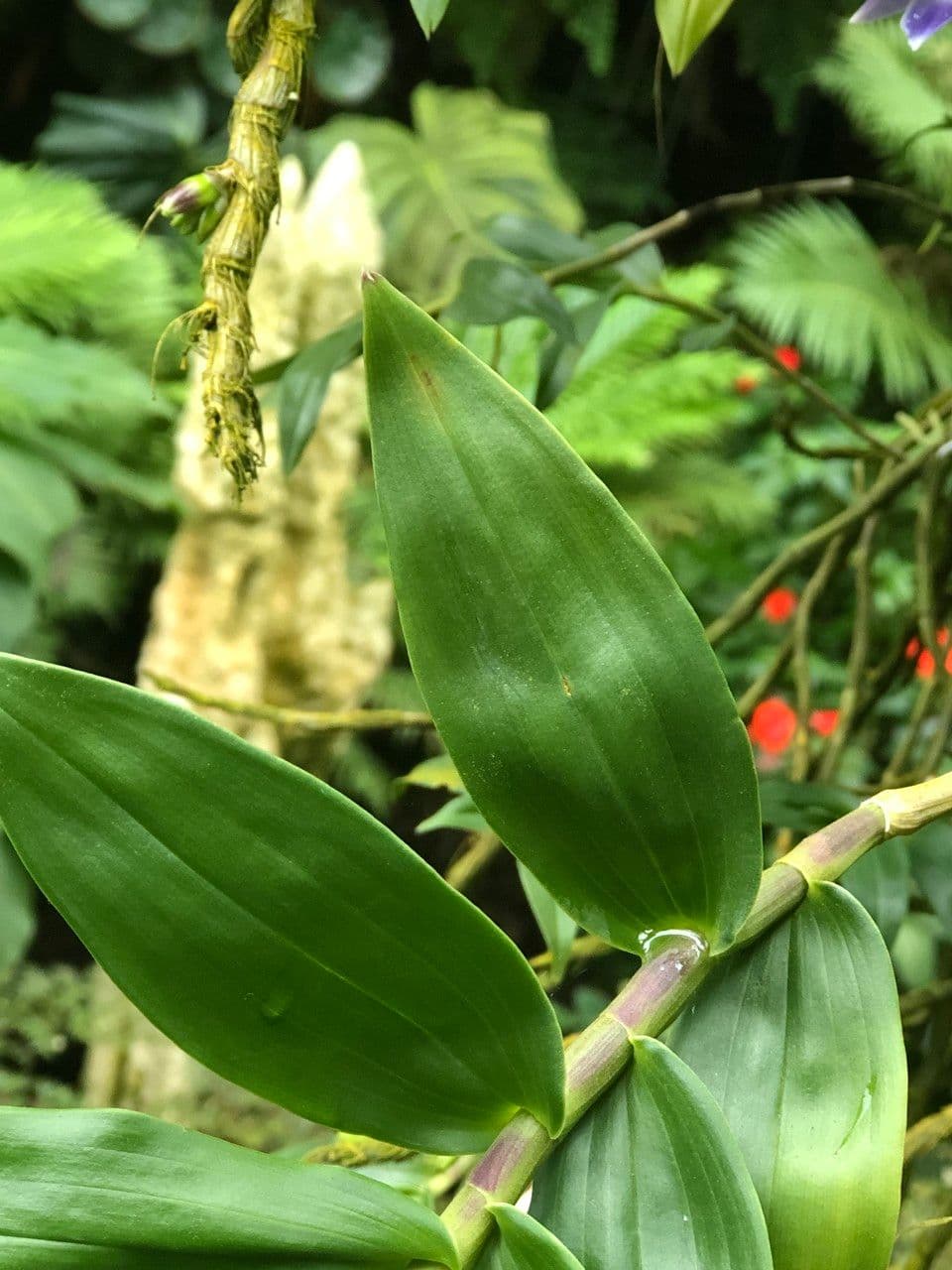 Dendrobium victoriae-reginae