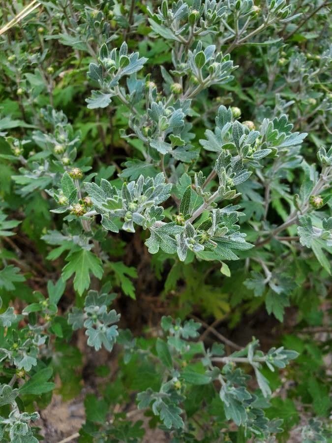 Sphaeralcea 14