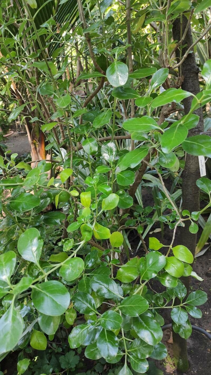 Coprosma