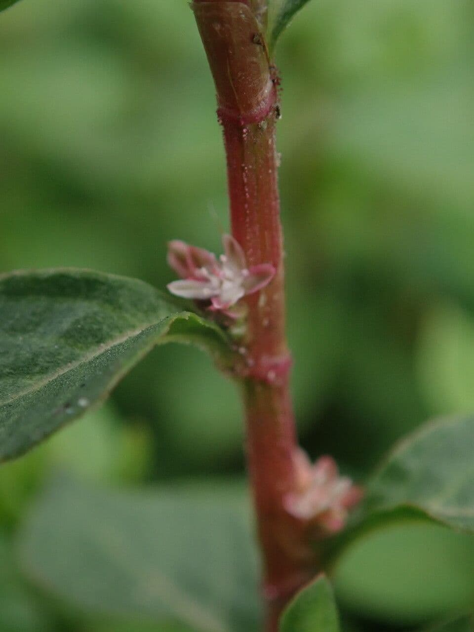 Poligono 3