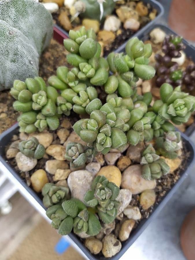 Crassula 4
