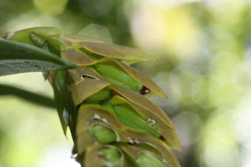 Bulbophyllum