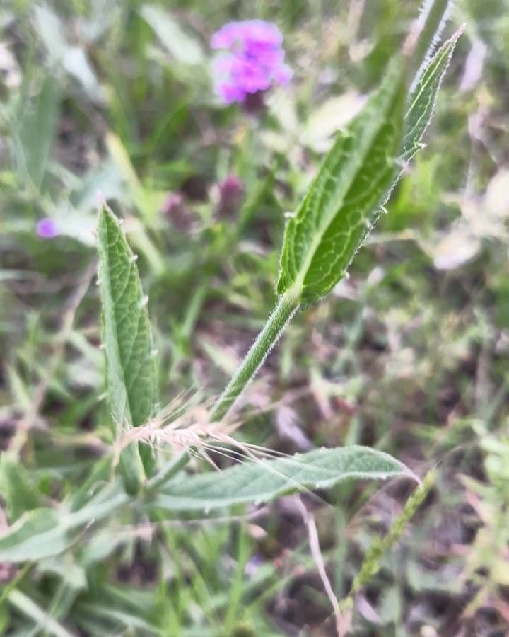Verbena rigida 22
