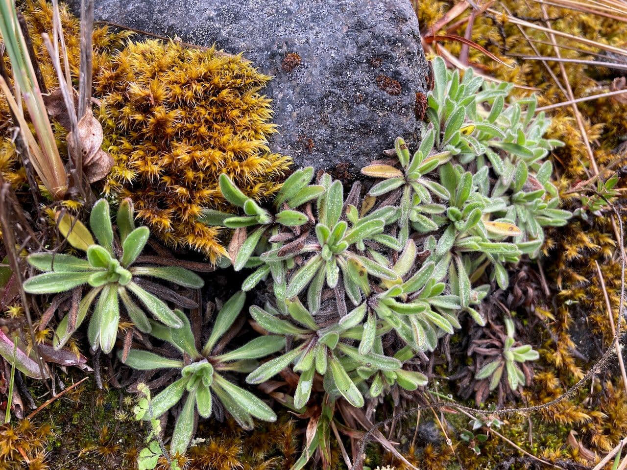 Erigeron 9