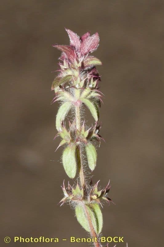 Berg-Gottesgnadenkraut