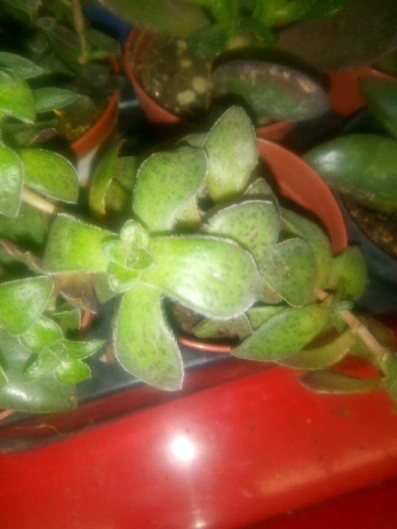 Crassula di Volkens 15
