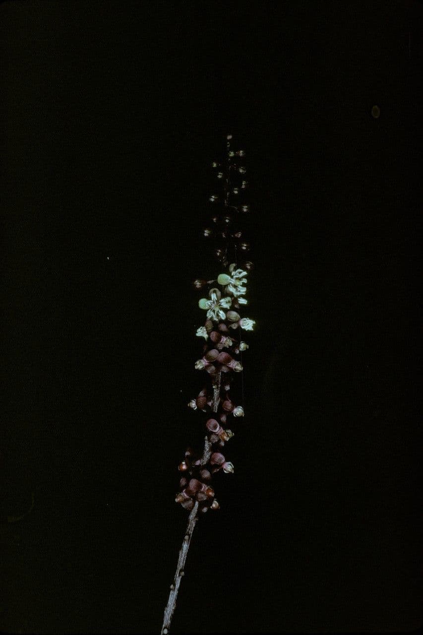 Trichostigma 2