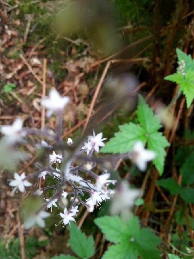 Tiarella trifoliata