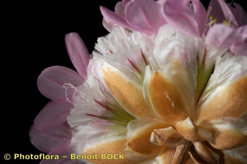 Armeria 4