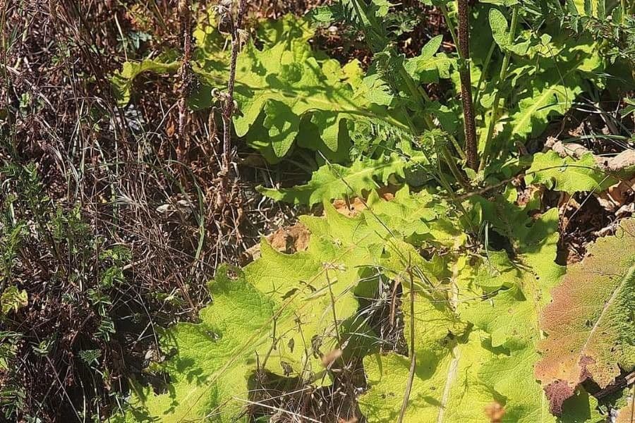 Mullein 12