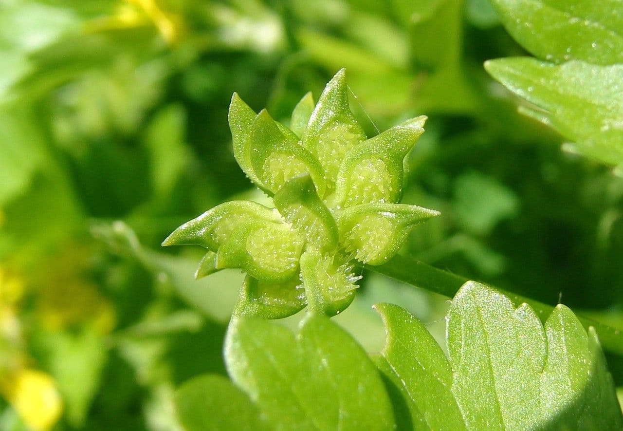 Ranunculus parviflorus 6