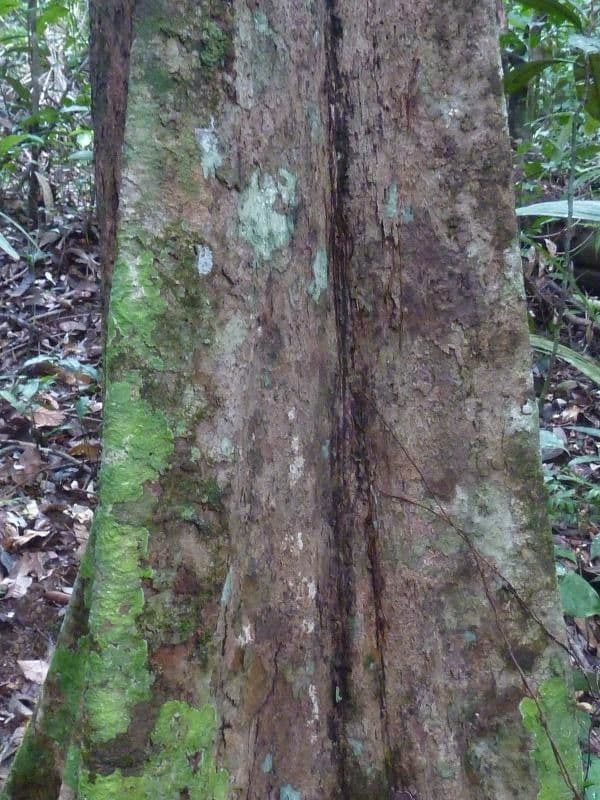 Leptobalanus 5