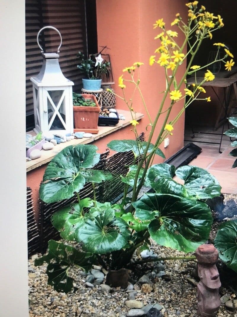 Léopardplant 13