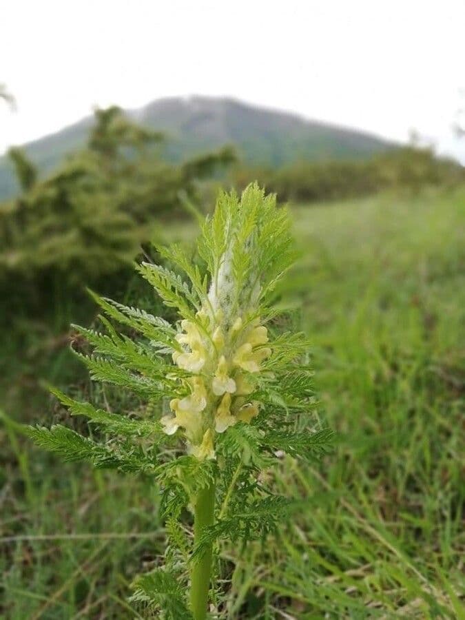 Pedicularis frondosa 10
