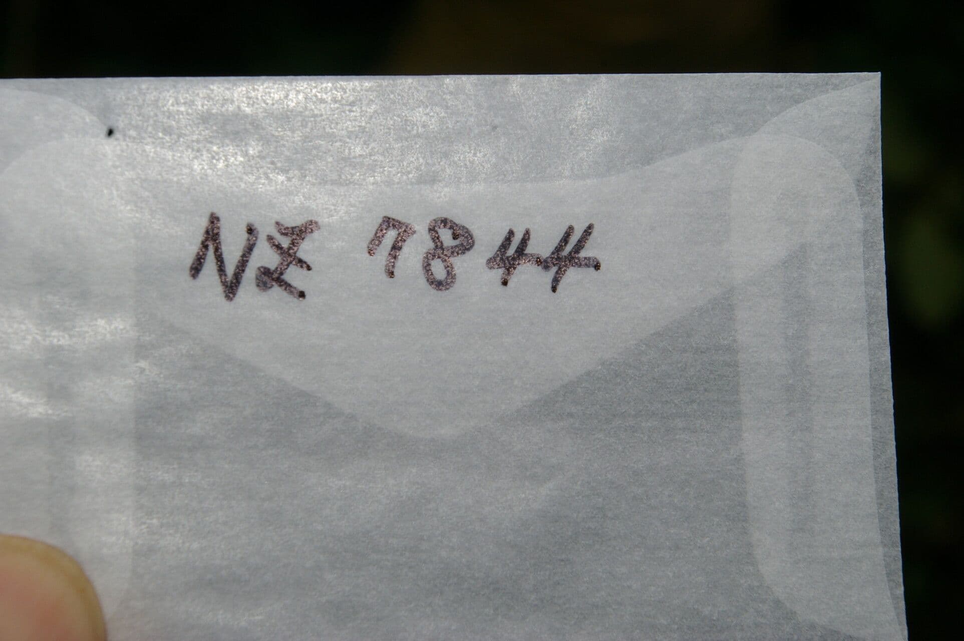 Große Teufelsfeige 12