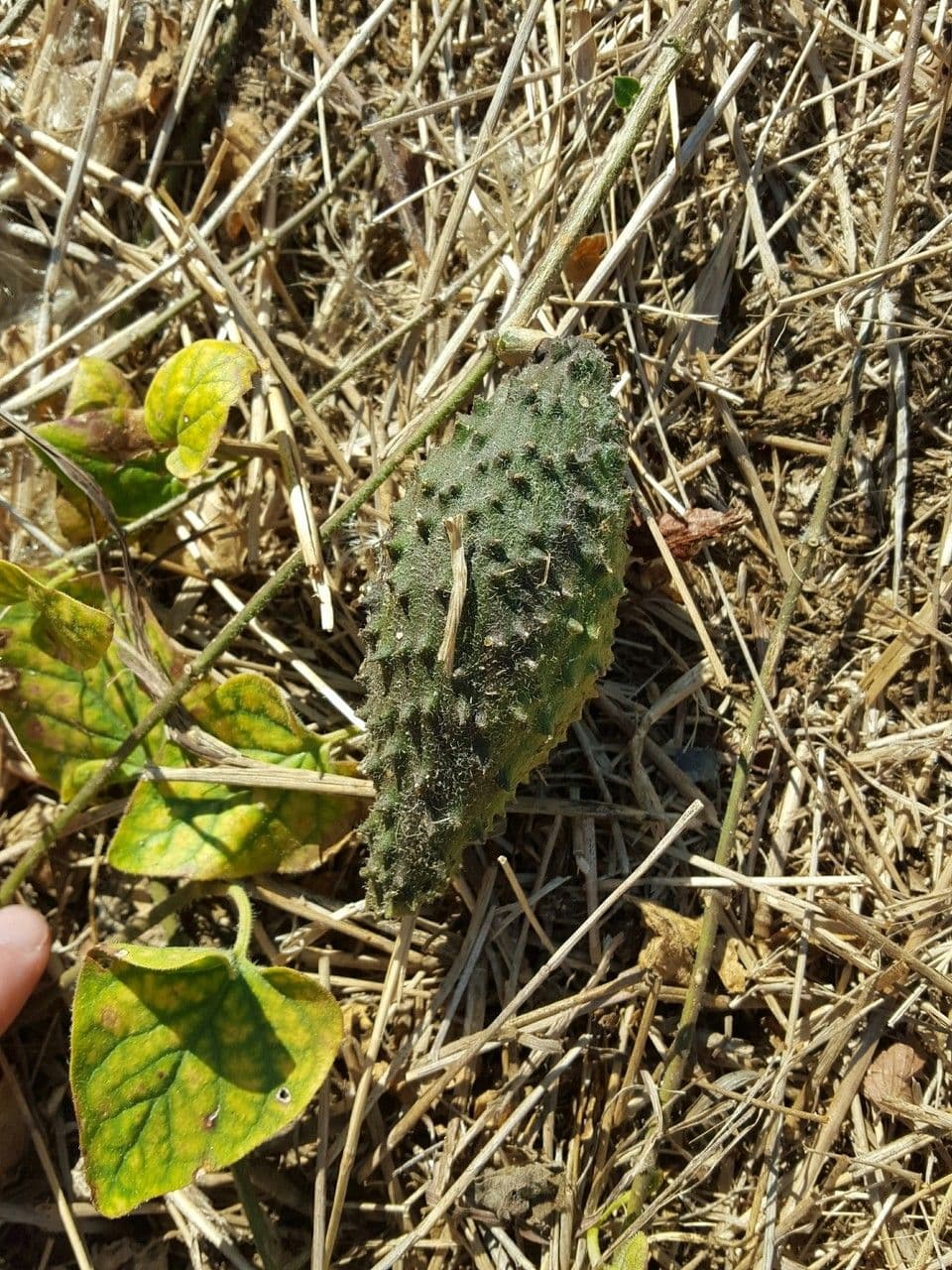 Matelea biflora 2