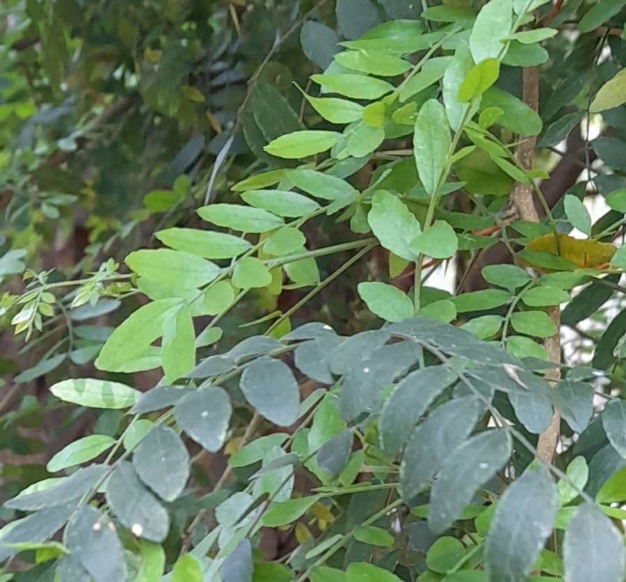 Gleditsia 3