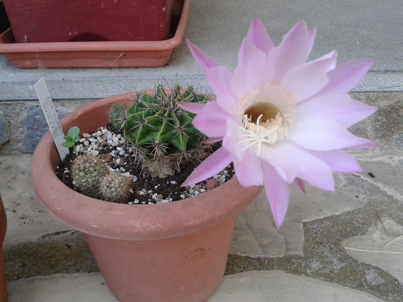 Echinopsis 23