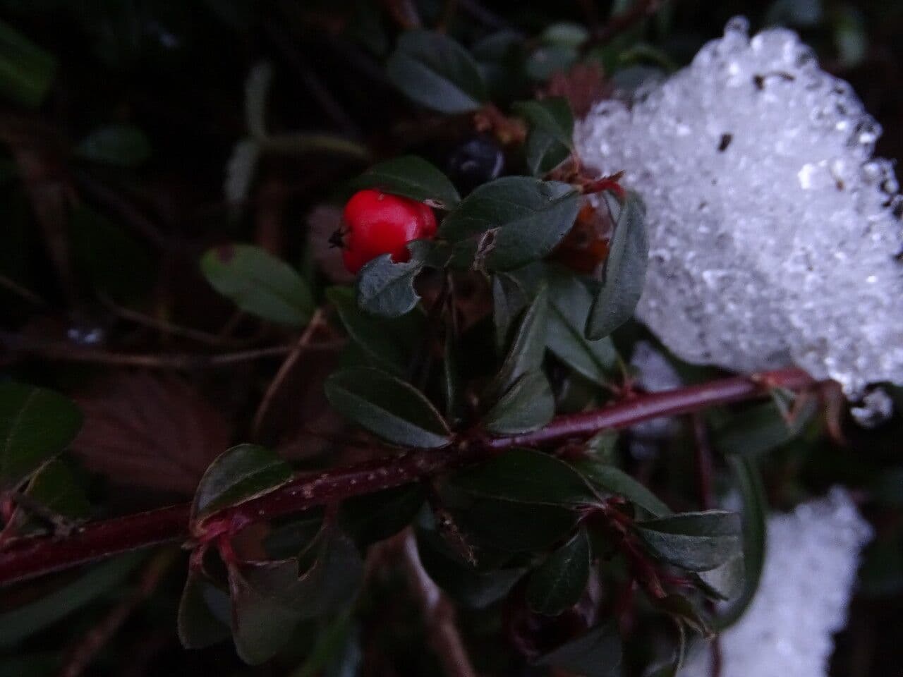 Cotoneaster de hoja entera 2