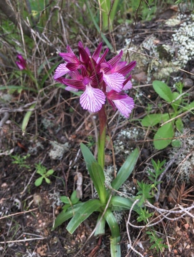Orchis papillon 21