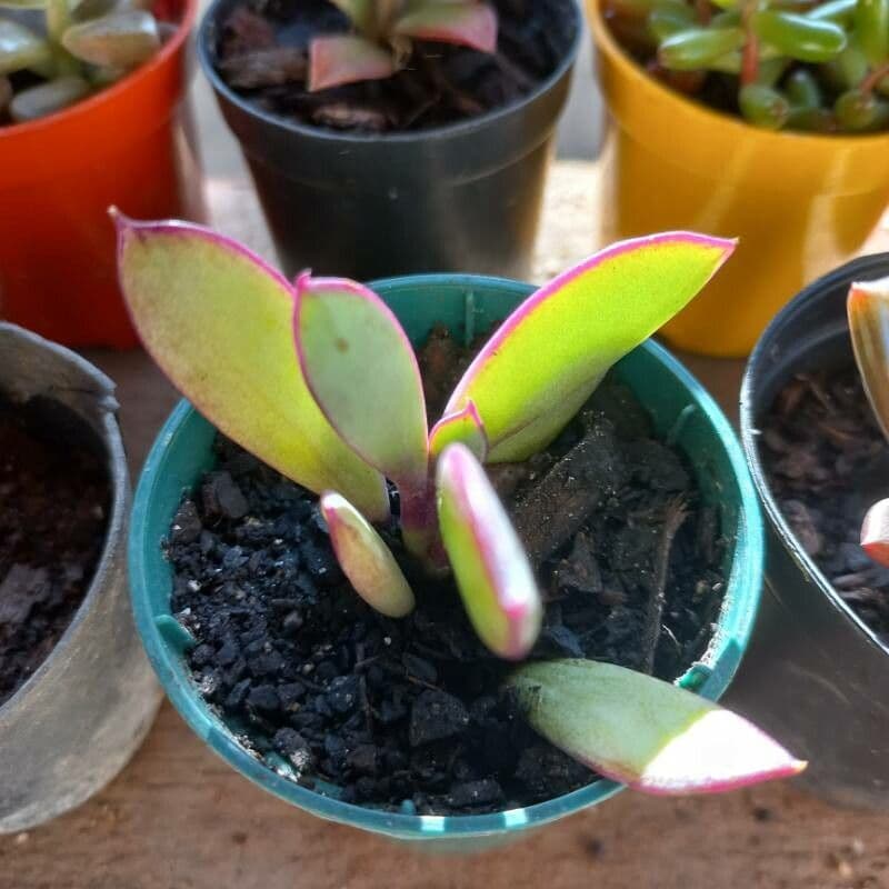 Senecio crassiflorus 2