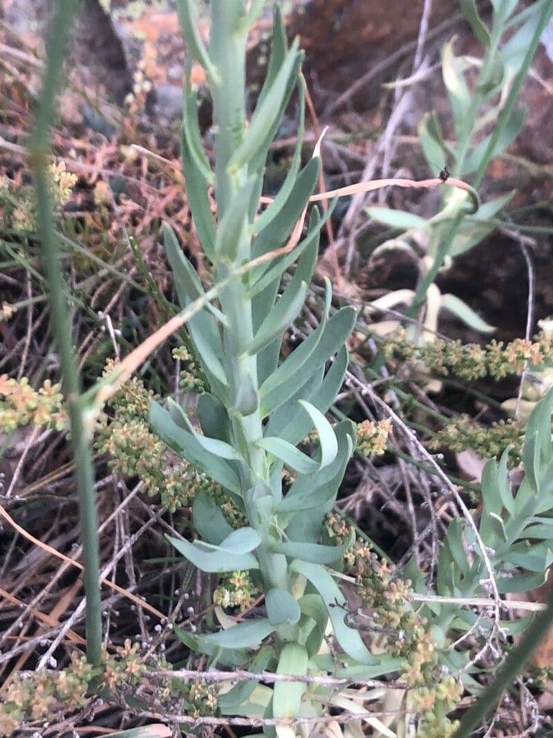 Linaria 9