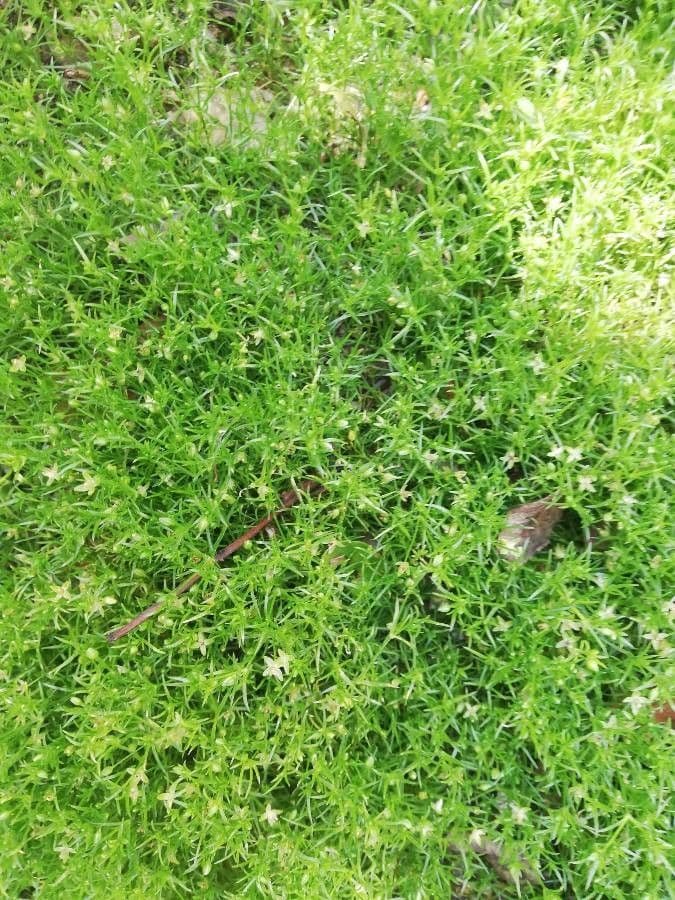 Polypremum procumbens 12