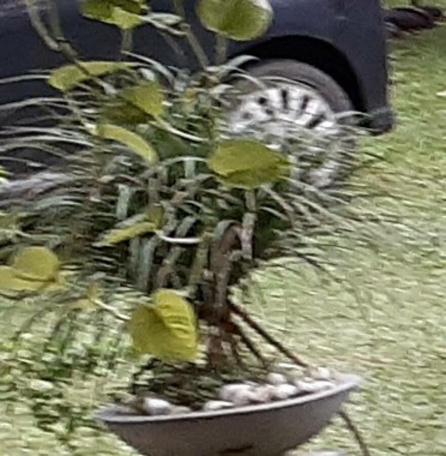 Beaucarnea 2