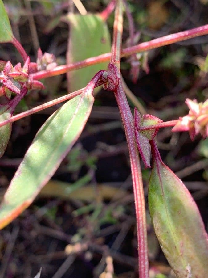 Atriplex glabriuscula 21
