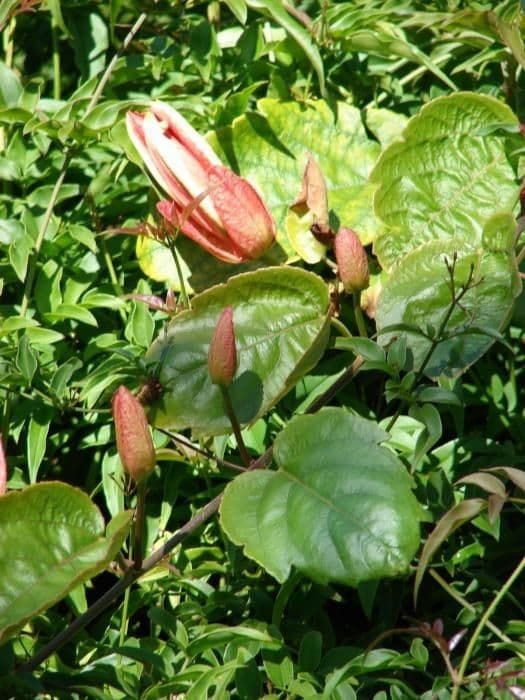 Passiflore écarlate 10