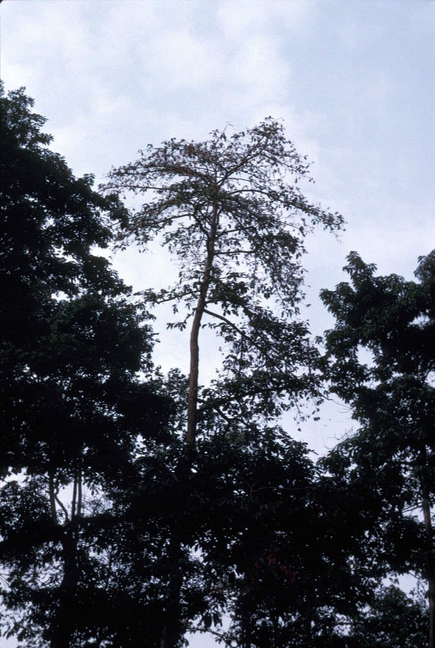 Mansonia 2