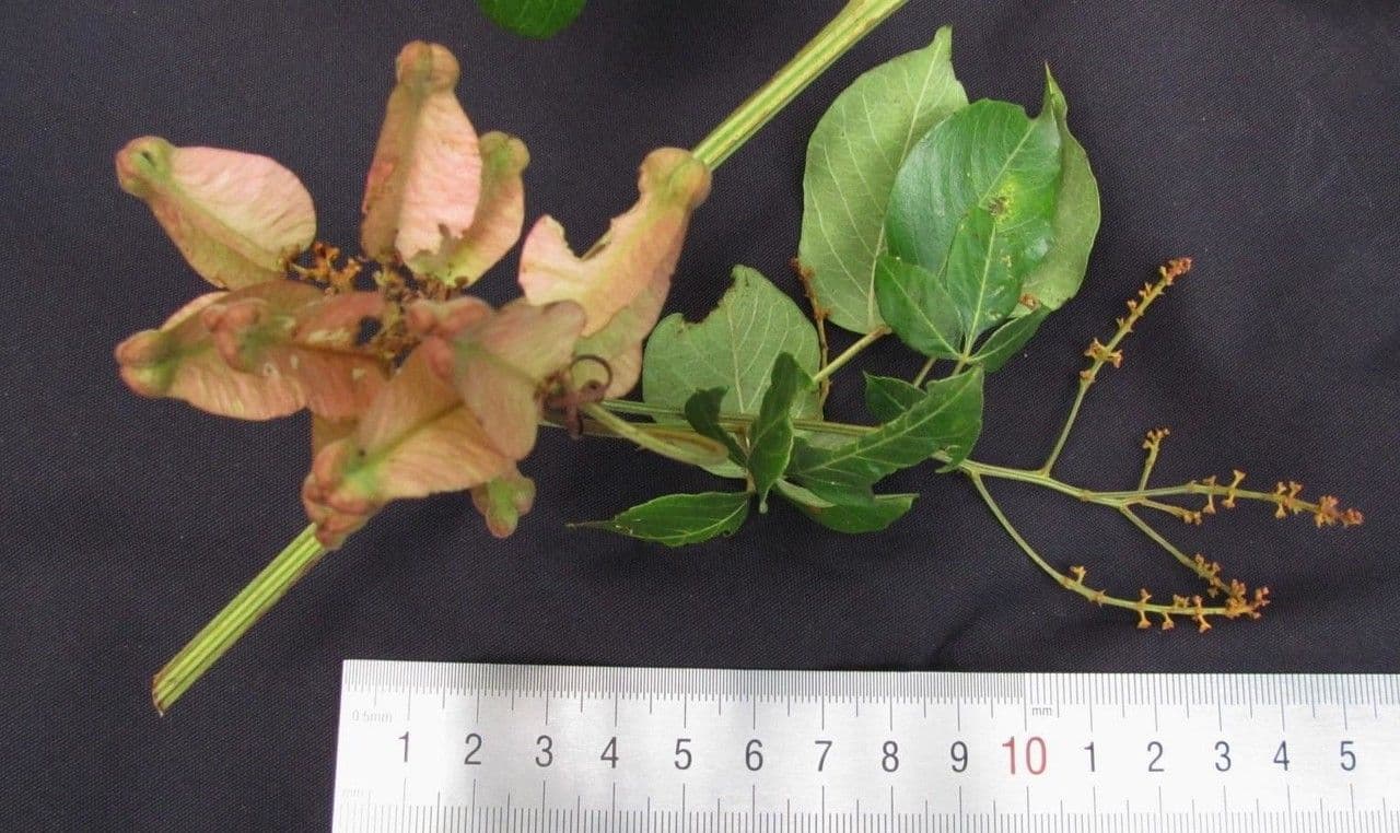 Serjania acuta 3