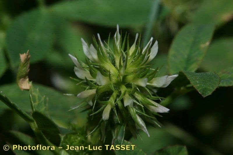 Teasel clover 6