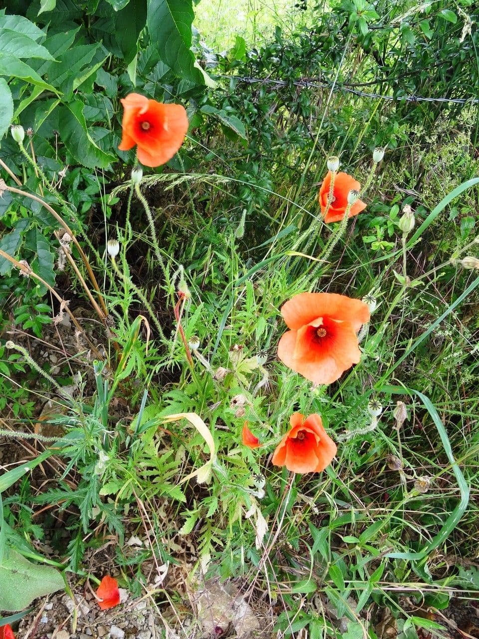 Klatschmohn 15