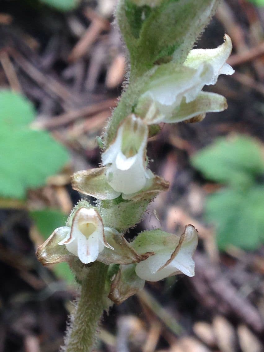 Goodyera oblongifolia 9