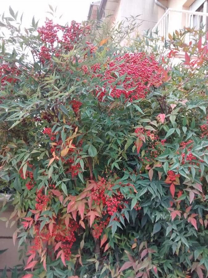 Nandina 14