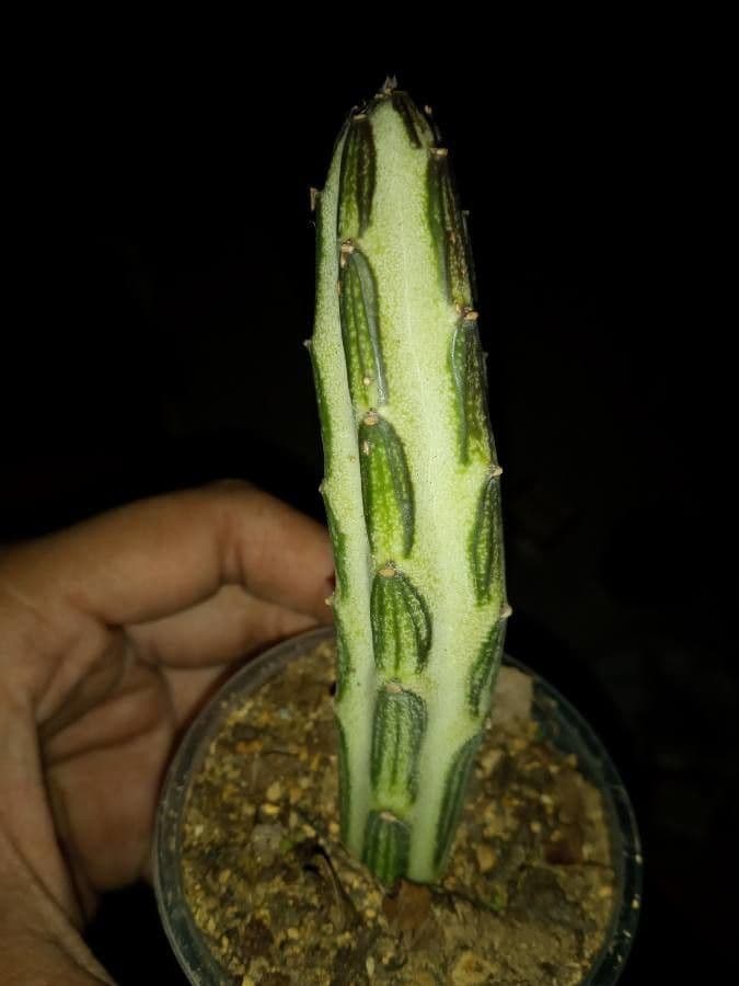 Kleinia