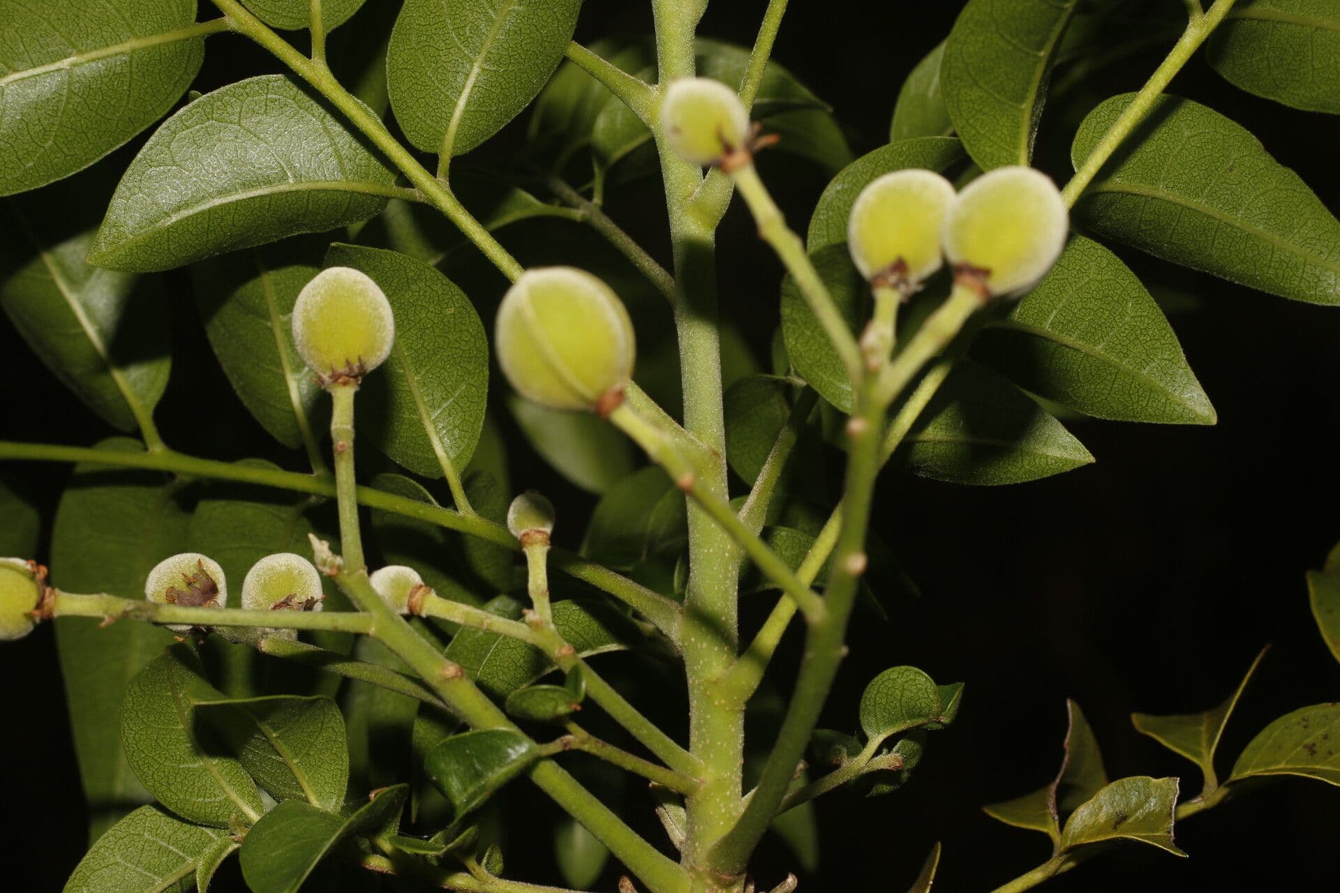 Trichilia 4